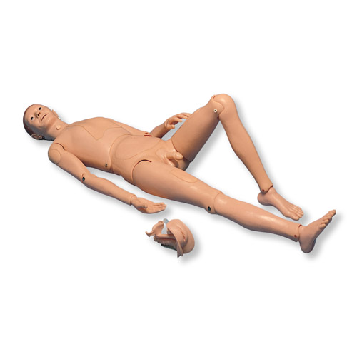 3B Scientific���˻���ģ��II 