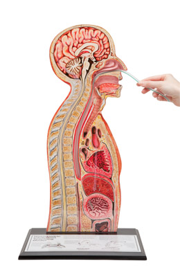 ��-θ���ģ��