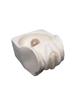 Ů�ñ�����ģ��